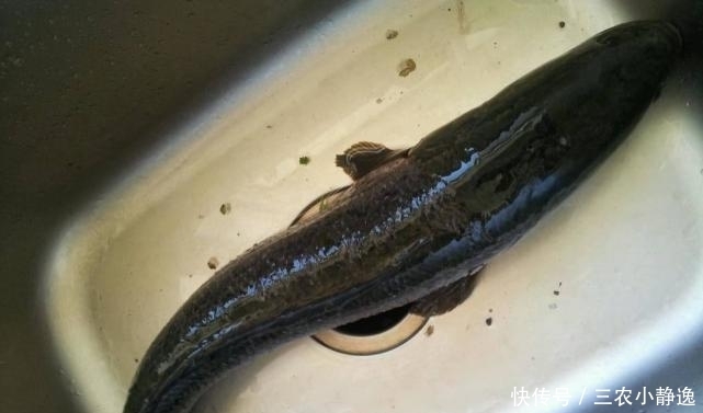 “可遇不可求”的5种河鲜，有钱难找，全吃过的是农村娃