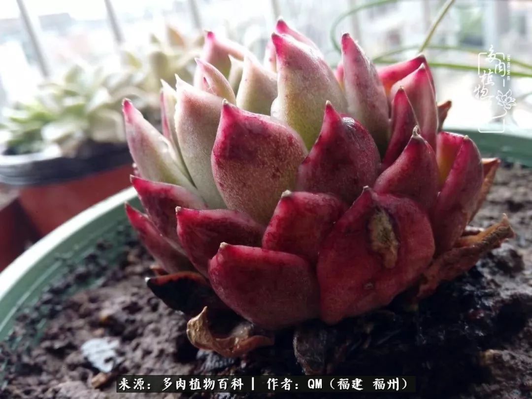 寒山转苍翠,秋水日潺湲——多肉未央,睹物思人!