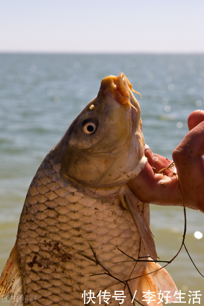 打开|冬季鲫鱼从这3点入手轻轻松松打开鱼口,钓了这么多年才知道