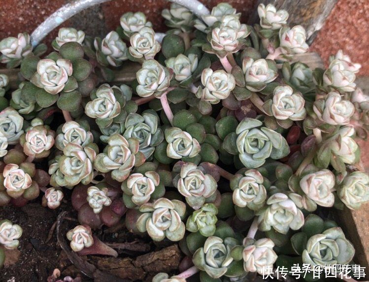 香味|9种多肉颜值高,还自带香味,可谓色香俱全