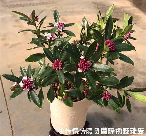5种“香水花”,妖娆又艳丽,家里养一盆,比香水都好闻