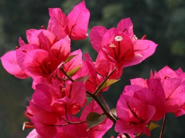 养盆“叶子花”，用点“它”别小气，花苞上百，花开成瀑布