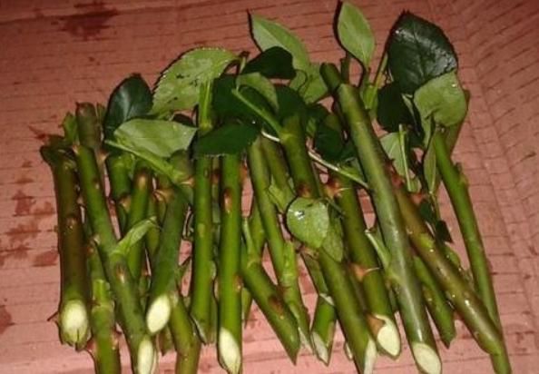 养花扦插总是失败,原因就是没做好“这五点”,不懂就快学一学