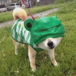 |搞笑GIF:花了三个月改装的,准备开着去撩妹,刚出村口就被查了