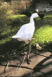 |搞笑GIF段子:理发店小哥也有心情暴躁的时候