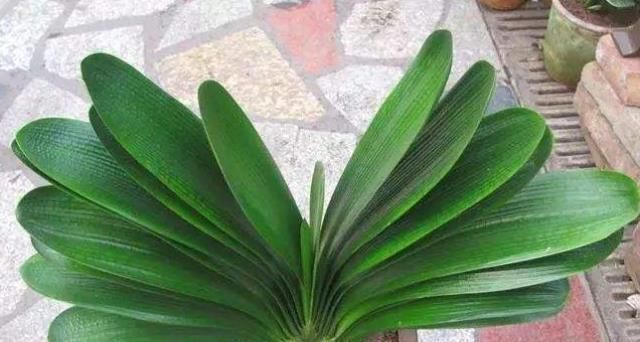 花盆|君子兰不见长、不开花“2种料”扔盆里，新芽多，一年开花2次