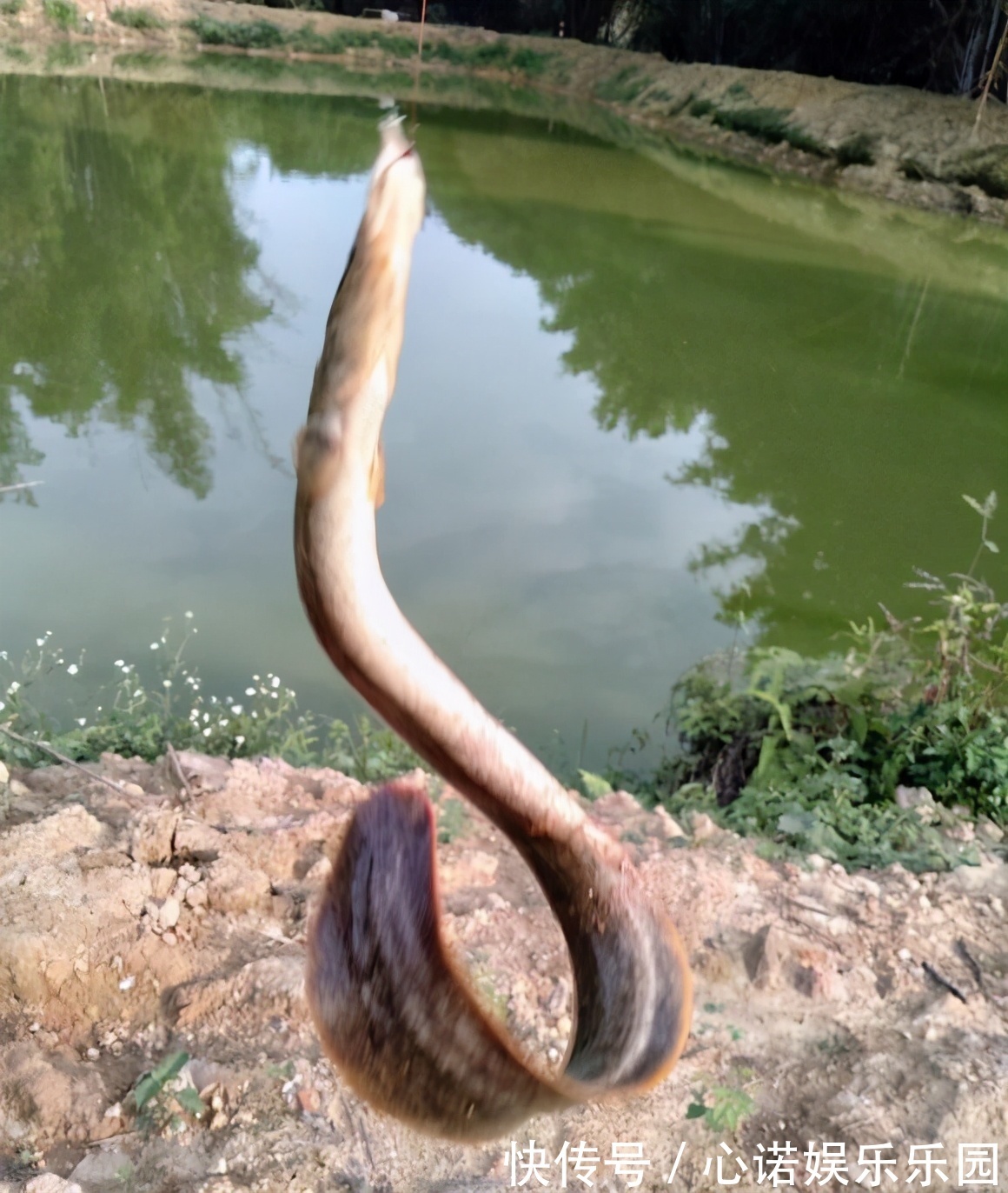 钓鱼|广东一水塘“蛇鱼成灾”,钓了半桶不敢吃,网友:鱼干三四百一斤