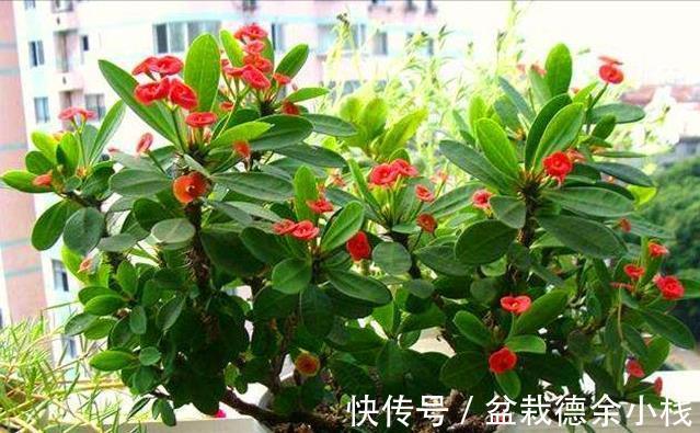 漂亮花|6种“漂亮花”，天天被人爱，家里养一盆，365天轮流开