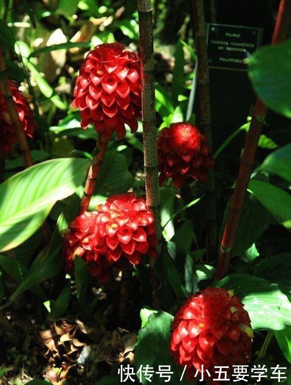 莪术|生姜开花,原来这么美,第一次见到!生姜开花,原来这么美,第一次见到!