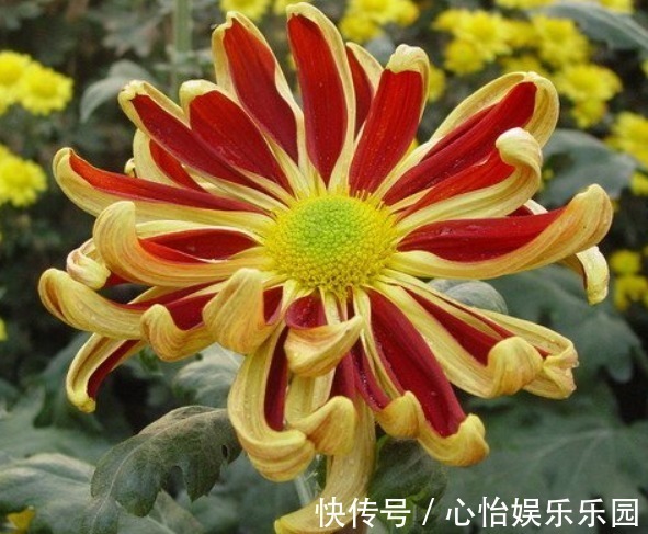 五大名菊|此花，开花似“统帅旗帜”，是我国“五大名菊之首”，比菊花霸气