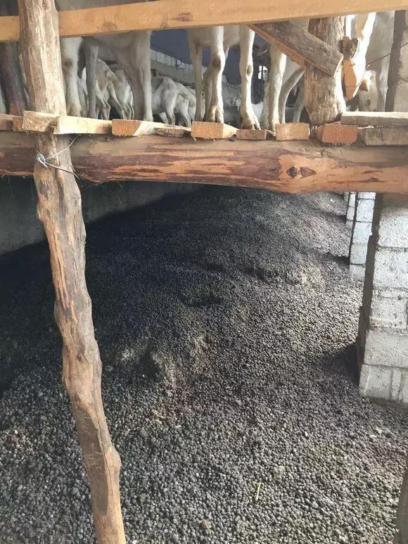 文竹喂2种“大补药”,叶子不发黄,呼呼爬满天花板!