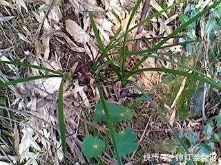 花店|山上也能寻得“好兰花”，看准这5点，找到比花店还好的兰花！