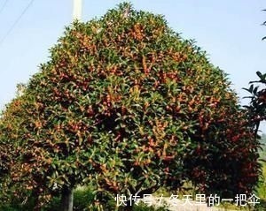 银杏树|家门口种上3棵树,聚气养人旺三代,富贵人家都种了