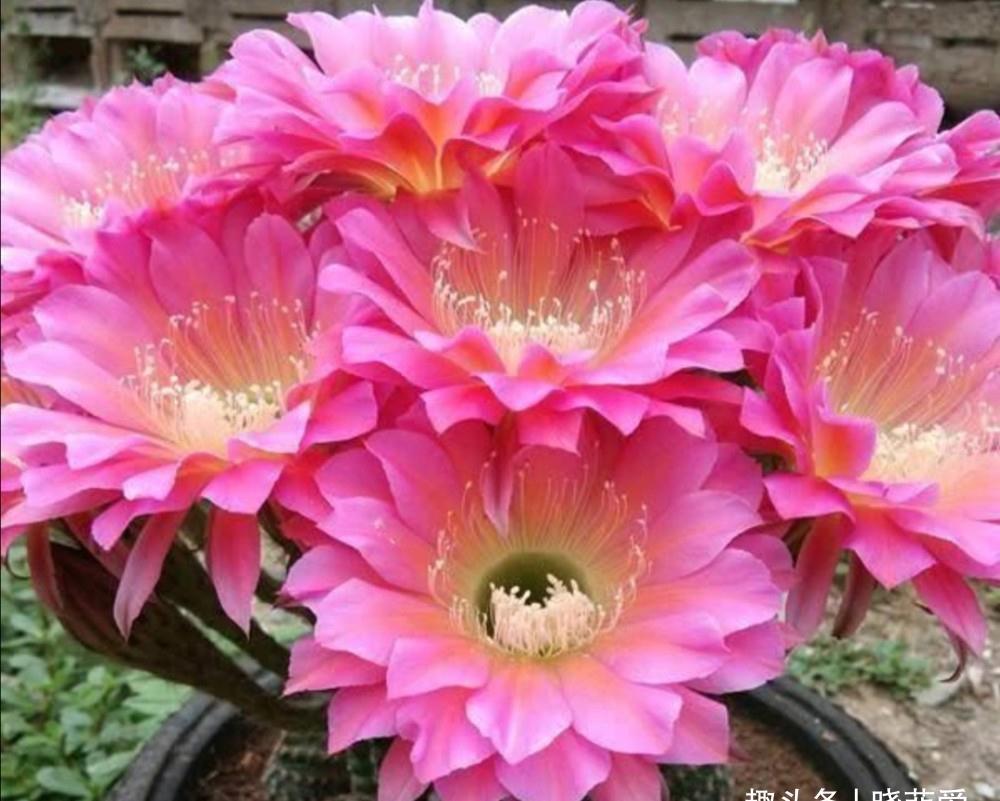 养不活花的人,建议养这“5种花”,好养好看又实用