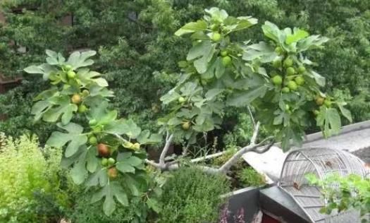 无花果树|盆栽无花果，掐个枝埋土里，根系蹭蹭长，既是盆景又能结果