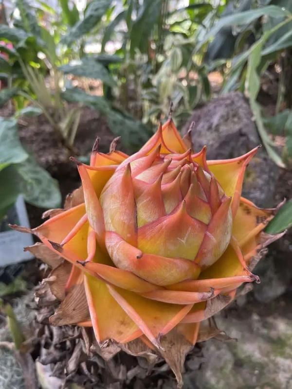 一生只开一次花！上海现十年一遇龙舌兰开花盛景