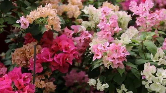 这2种大粗杆插土里,2周能生根,成活后还可以做成盆景造型