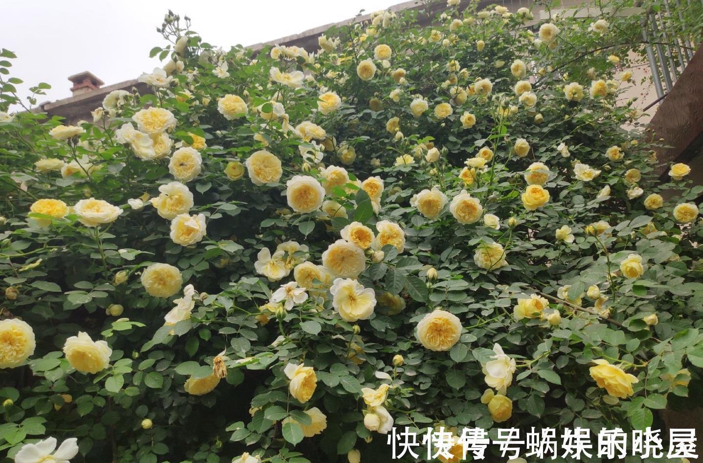 花墙|又美又香的花,花量大,多季开花,可做花墙,阳台也能种