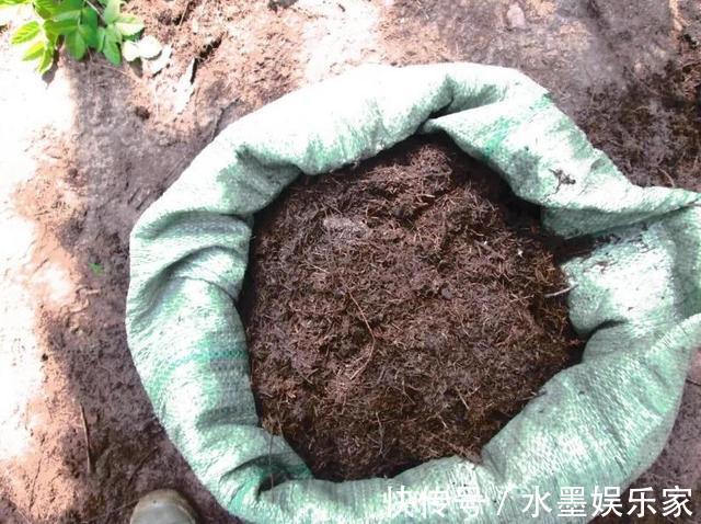 根粗叶绿|路边“捡”3种废弃物，开水烫一烫，养绿萝君子兰“根粗叶绿”