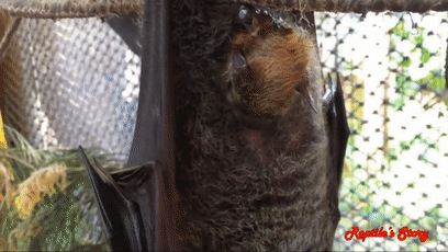 角马|蝙蝠竟然会倒立生孩子，这些生娃瞬间看得我肚子疼