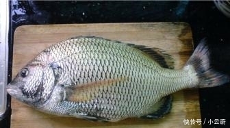 鱼贩子说漏嘴:4种最”脏“的鱼,布满细菌,别拿健康开玩笑