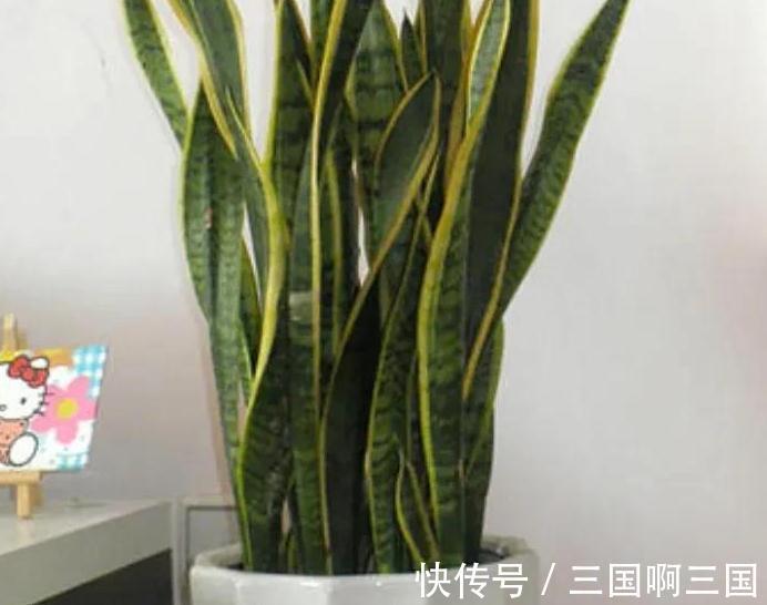 虎皮兰怎么养长得快又爆芽,掌握4个技巧易爆芽,半年长出一米高