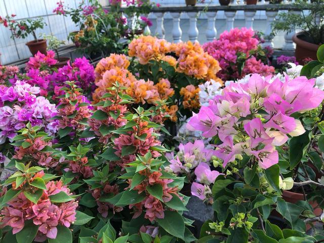 三角梅为什么只长叶不开花，三角梅控水时间，三角梅施肥策略