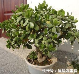 整形|教你几个“小诀窍”，轻松把玉树养成“老桩”，枝繁叶茂开花多