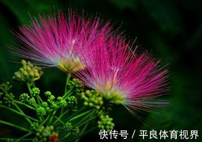 阳气|失眠多梦者的福音!2味药的清代名方,让你倒头入睡,一觉到天亮