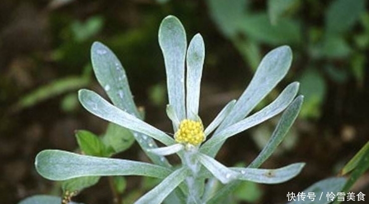 燕窝|农村小野草,竟号称“草中燕窝”,奶奶常拿来烙饼,营养丰富!