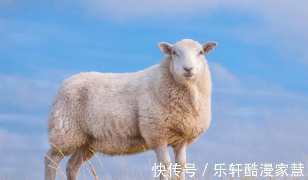 吉星|十羊九不全是真的吗这几月出生的属羊人，吉星庇佑，命里多金