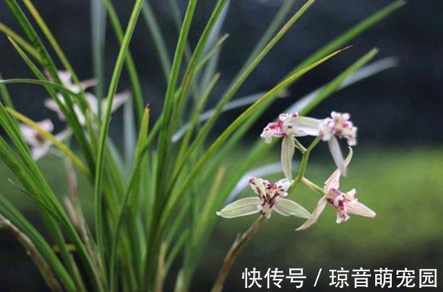 肥料|养兰花少不了这4种“小东西”，家中要常备，养好兰花很简单