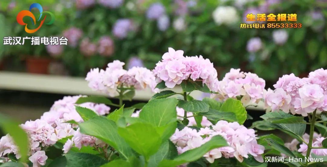 花球|想在自家养好绣球花 教你两招 花苞多开成花球