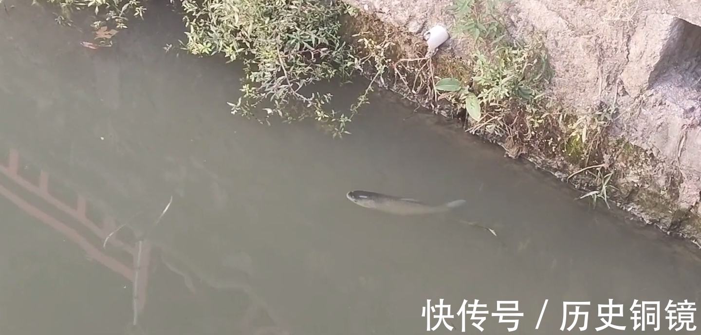 有人毒鱼？浙江钓鱼人河边夜钓，忽然河面大量鱼群浮头