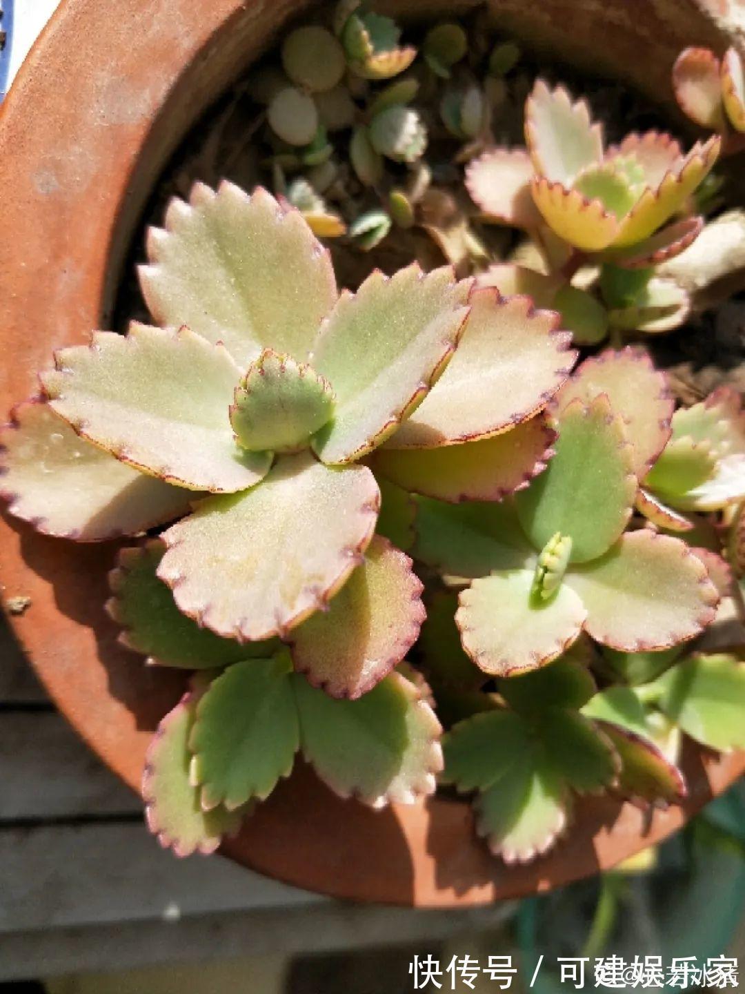 花花|“折腾不死”的10种花,咋养都爆盆,懒人最适合!