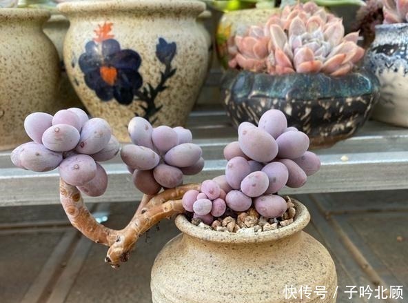 光照|桃蛋不但能养出老桩状态,还能把叶片控出又肥又圆的状态!