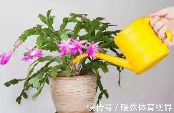 叶片|室内养花浇水很关键，学会这“4招”，养花才能不烂根