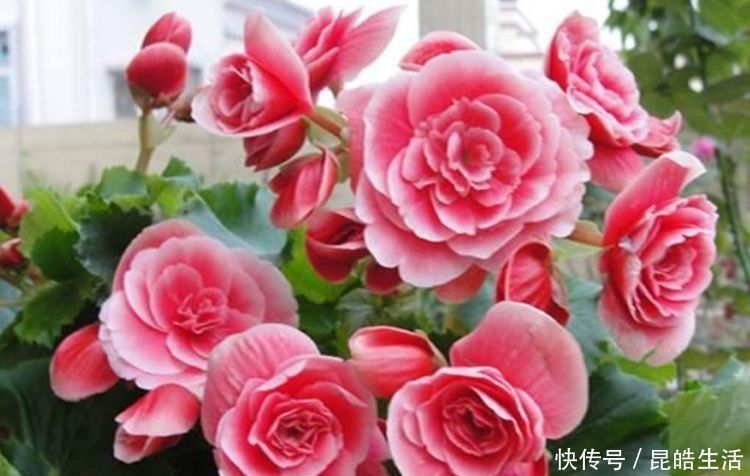 瀑布|花香花排名第一,耐热耐冷耐晒,开花成瀑布,香飘十里,养花首选