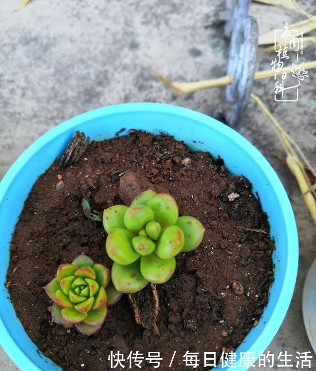 如何让多肉变美看看我是如何宠它们的！如何让多肉变美看看我是如何宠它们的！