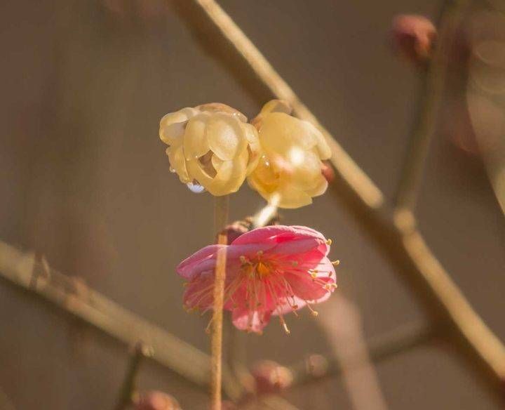 趵突泉景区的红梅花开了，太漂亮了