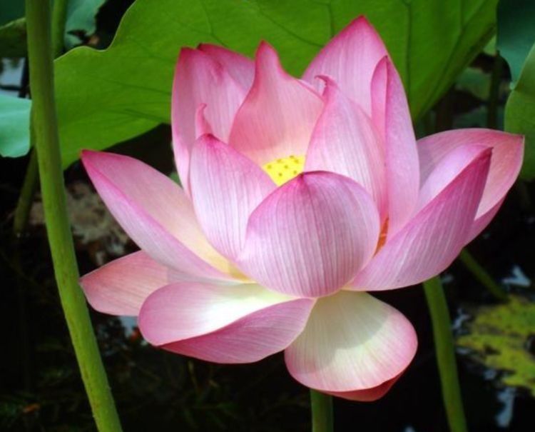 世上最美几种花,美不胜收,颜色丰富多彩,养在客厅美极了