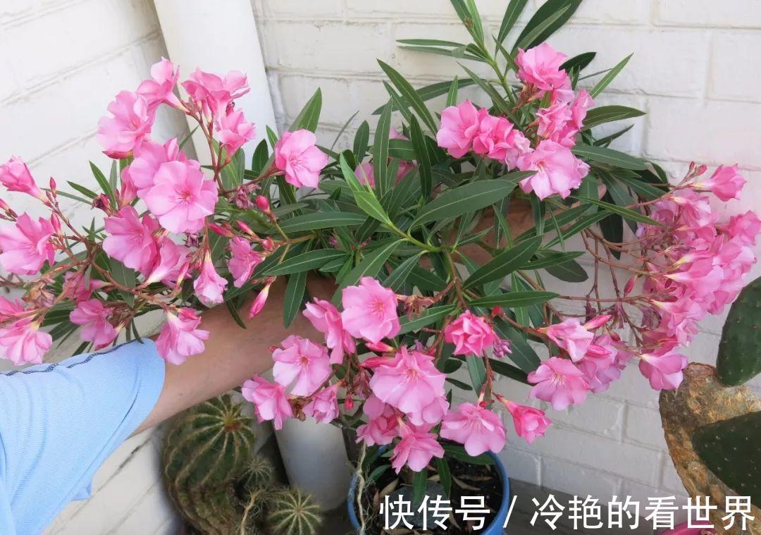 毒花|越美的花越有毒,生活诚不欺我!快来认识七种大毒花,避免受伤害