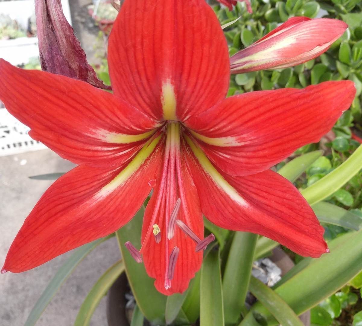 几种富贵花,颜值超高的,小盆养不下,大盆养长势特旺盛