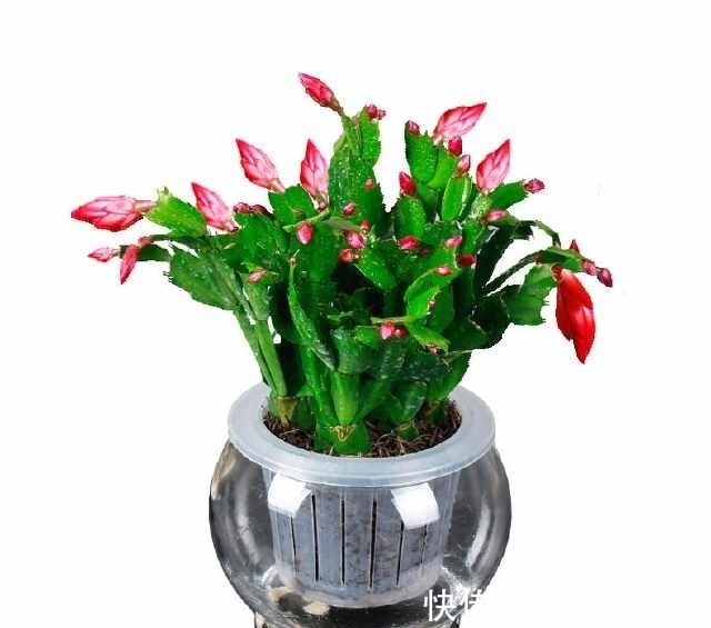 细数那些超耐阴的花,光照少长满屋,懒人大爱