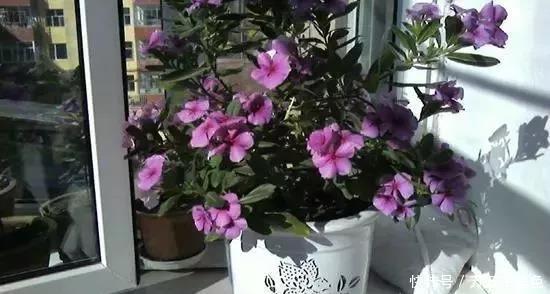 长春花|别再养那些“烂大街”的盆栽啦选这3种“花”,好养易开花