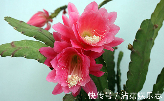 仙人掌嫁接“一种花”,比扦插月季更简单,比嫁接蟹爪兰更好看