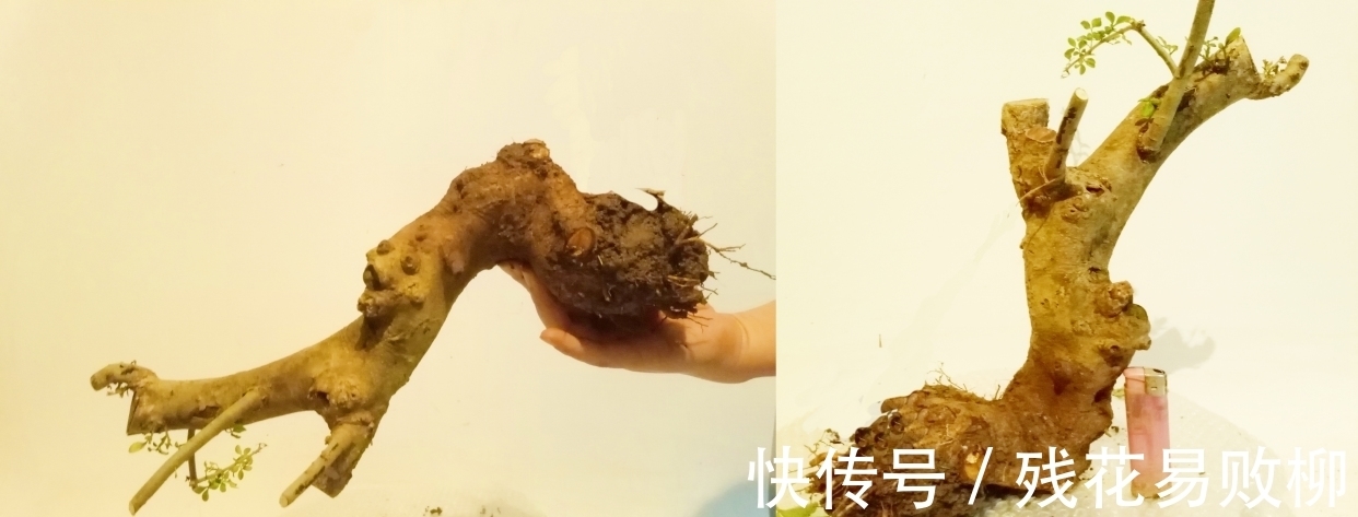 树型|要想盆景后期造型好,前期审桩很重要