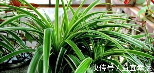 卫生间有异味,就养3种花,吸潮、祛味,还美观