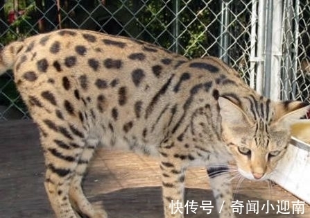 俄罗斯猪人是真的吗?认识那些真实存在的