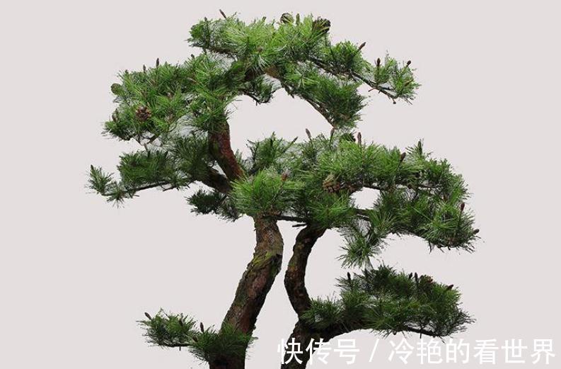 盆景养护，松树盆景逼芽你了解多少，如何让松树枝叶茂盛